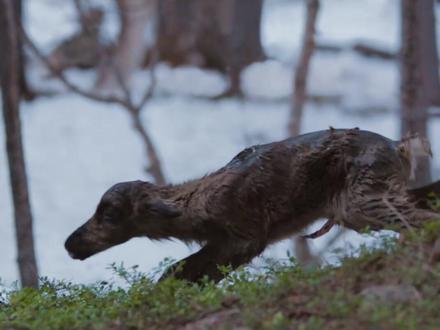驯鹿,母爱 有时候可以为孩子付出全部生命 #动物世界 #动物科普 #驯鹿#抖音助手助我上热门