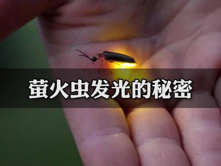 #科普#涨知识#萤火虫 为什么萤火虫会发光?知识点来了!