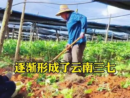 #抖音热点宝#抖音科普达人分得清楚三七和田七吗?#名贵中药材 “云南文山三七”@非常文山@文山三七姑娘 #聚焦三农