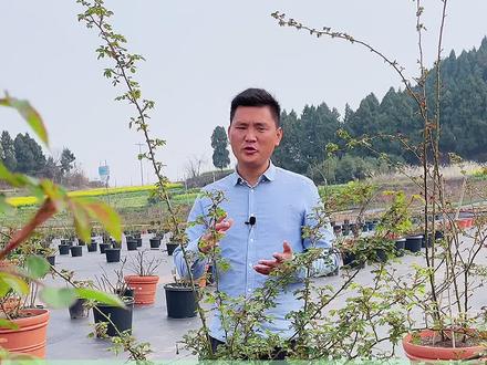 月季新芽为何突然枯萎了,大部分是这个原因!#创作灵感 #月季 @DOU+小助手 @抖音小助手