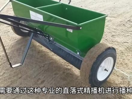 低温播种翦股颖草坪#草坪 #剪股颖 #草籽