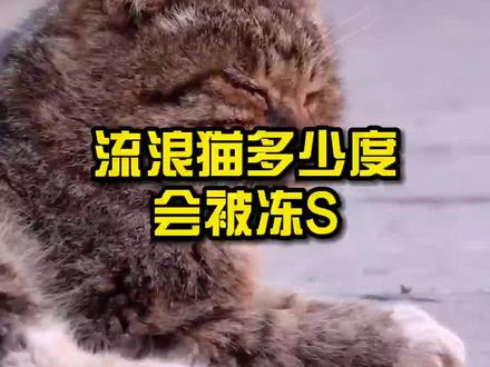 你知道猫咪在多少度会觉得冷吗?#猫 #萌宠 #猫咪 #喵星人 #科普知识
