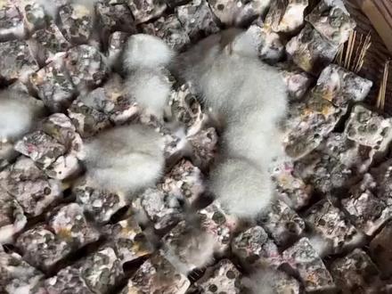 这样的豆腐你吃过吗?#臭豆腐#豆腐#科普 #食品安全#美食