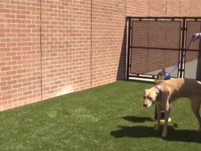 一分钟带你了解为什么有点狗撒尿要抬腿!#涨知识 #动物科普 #狗狗撒尿@DOU+小助手