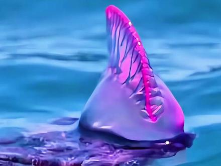 游泳遇到奇怪生物千万不要乱抓 #科普 #海底世界 #海洋生物 #涨知识