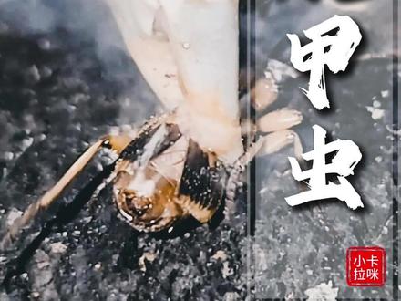 你以为它只是放个臭屁?那你就想简单了 #奇妙的动物