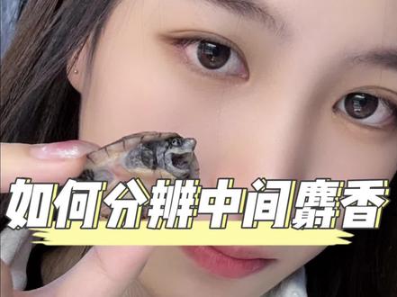 今天教教大家如何区分中间麝香龟!#中间麝香龟#麝香龟#养龟日常 #中部麝香龟