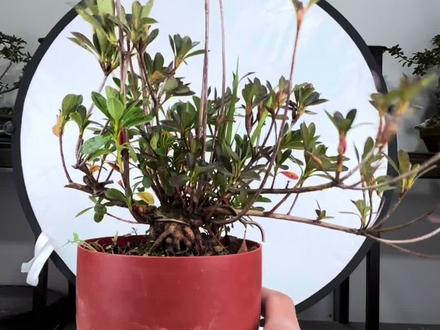 皋月杜鹃矮霸的来时路5.0#皋月杜鹃