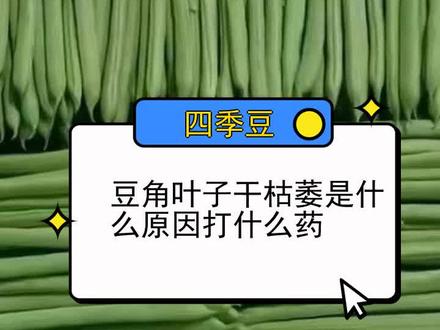 豆角叶子干枯萎是什么原因打什么药
