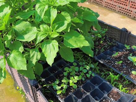 听说秋葵这个菜超级难吃,跟鼻涕的感觉一样,种点看看到底啥味道#秋葵种植 #秋葵育苗方法 #种秋葵教程 #国民好老公 #耙耳朵的幸福生活 #楼顶种菜 #种植箱种菜 #园艺 #阳台种菜 #种植小技巧