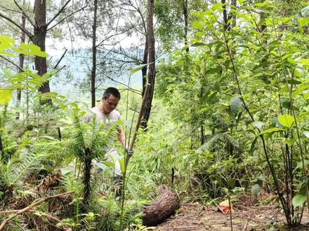 农村林下种植项目,管理简单,不愁销路,种它想不赚钱都难 #我的乡村生活 #农村创业 #农村种植 #草珊瑚种植 #草珊瑚管理
