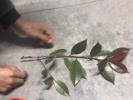 #变声 红叶石楠扦插选枝