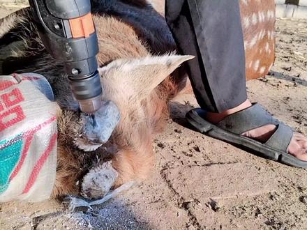 发情期配种公鹿很凶,可以选择戴蒙眼,这样既不会顶鹿,也不会顶人,非常安全,又不影响配种。#梅花鹿养殖场 #农村创业养殖 #梅花鹿养殖 #梅花鹿养殖场