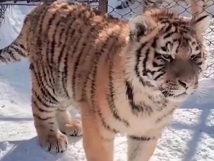 虎啸声到底有多恐怖?虎啸山林百兽散 #东北虎 #大猫 #猫科动物 #老虎 #野生动物