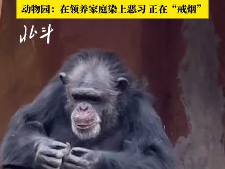 广西南宁动物园一猩猩抽烟 被游客拍到 动物园:在领养家庭染上恶习 正在“戒烟”#动物园 #猩猩 #抽烟 #万万没想到