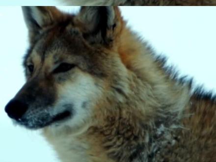 后来这些幸福的瞬间 他也曾感受过吗 #狼 #格林 #动物世界 #万物皆有灵性 #感人