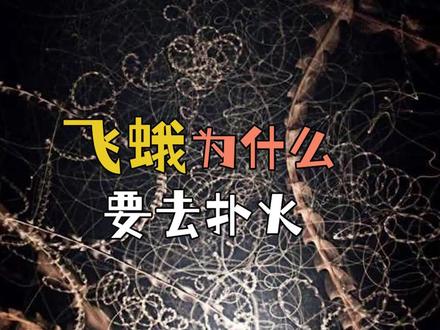 少年微科普|飞蛾为什么要去扑火