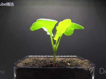 5分钟为你还原各种植物在延时摄影下记录的一年生长轨迹,大自然真的好神奇#植物 #自然 #真实 #记录