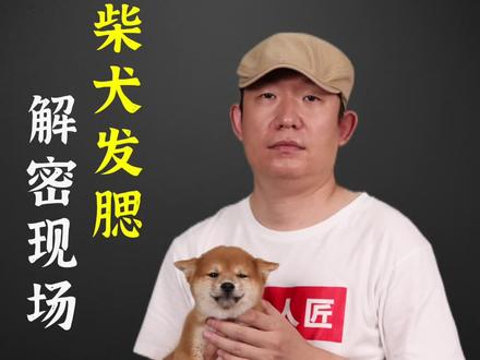 柴犬发腮全解析#萌宠 #豆柴 #柴犬