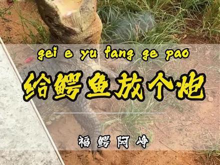炸鱼#鳄鱼养殖#海南福汉养殖有限公司