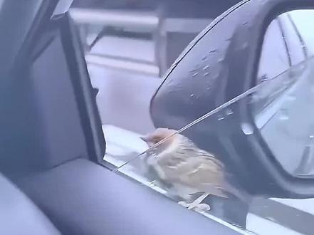车窗外一只小鸟在避雨,不仅不害怕人,还想跟男人回去 #萌宠萌宠 #萌宠 #萌宠出道计划 #动物救助