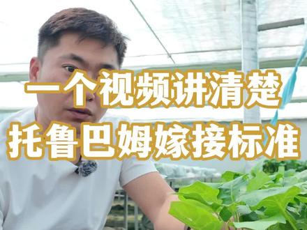 一个视频讲清楚,托鲁巴姆的嫁接标准#茄子 #茄子苗 #托鲁巴姆砧木