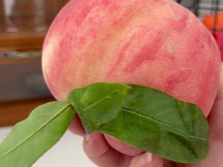 5元做了4杯蜜桃四季春🍑,在家实现饮品自由了❗️#自制饮品 #在家实现饮品自由 #水果茶 #夏日冰饮 #蜜雪冰城
