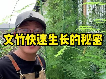 文竹如何快速生长,今天来教教你,#文竹怎么养 #文竹黄叶 #文竹