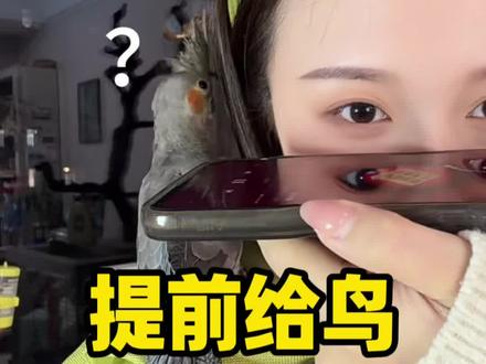提前在家里给鹦鹉预习鞭炮声…小鸟:家里有阎王!#玄凤鹦鹉 #和小鸟的贴贴日常 #养鹦鹉的第一课#凤梨小太阳🦜#养鹦鹉