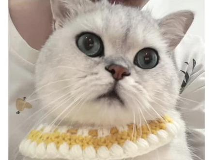 猫咪围脖钩织教程 | 新手上手快易操作#织女手作 #钩针教程 #被迫营业的猫猫