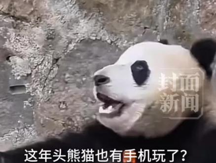熊猫捡到游客手机拒绝归还,饲养员投喂胡萝卜也不肯松手,玩腻后丢在地上,目前已归还失主