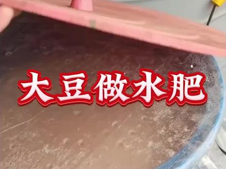 大豆做水肥,就用这个方法发酵#大豆水肥#水肥发酵#发酵水肥#水肥发酵技术