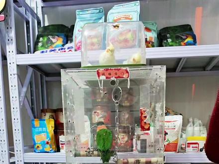 小鹦鹉这样叫说明他饿了 #小太阳鹦鹉#鹦鹉饿了#鹦鹉好粮食@鹦鹉王十三