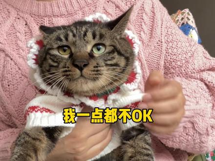 好饿第一次穿衣服 过冬啦 #好饿猫 #萌宠出道计划 #猫主子的冬日养生攻略 #科学养宠攻略 #万物可爱计划