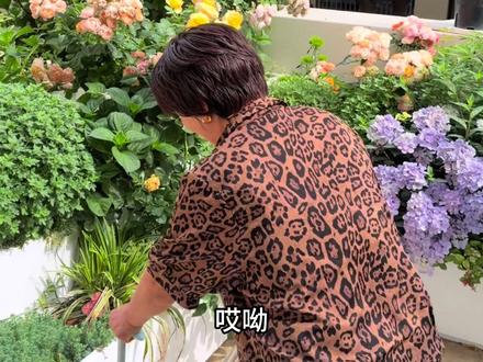 这一天天累死我 看小孩儿、扫地、洗衣服。这还种点花增加我的工作量