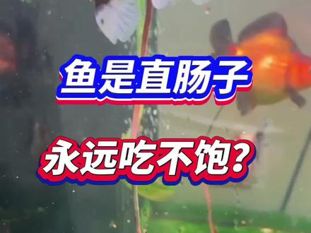 鱼是直肠子,永远吃不饱?#养鱼 #养鱼日记 #养鱼养心 #养鱼人 #养鱼经验分享