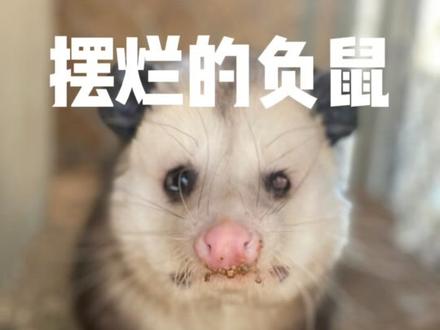 负鼠:我不是摆烂,我是本来就烂。