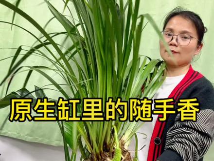 石菖蒲又叫随手香,在溪流河里经常见到它的身影,非常受原生鱼爱好者的青睐。#石菖蒲 #水族 #养鱼人 #水草 #菖蒲的养殖方法