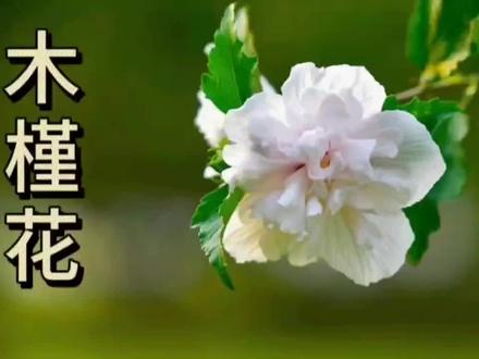 木槿花,朝阳中绽放,充满活力和生命力 #木槿花 #花的世界很美 #你的家乡有这种植物吗 #植物科普 #带你识花