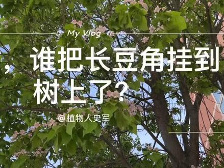 #一点植物学 #聆听大自然 楸树,谁把长豆角挂到树上了?