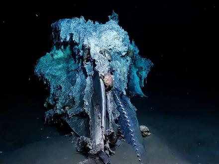 一鲸落,万物生:一头抹香鲸如何供养数千种生物长达百年? #神奇的大自然 #创作者中心 #创作灵感 #抹香鲸