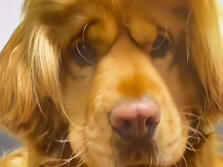 狗狗发型还真够别致的#萌到爆炸了💥 #原谅我不厚道的笑了 #狗狗 #怀疑狗生