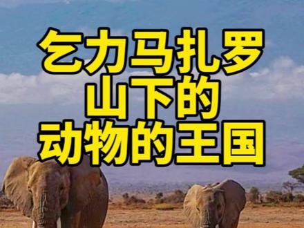 欢迎大家来到乞力马扎罗山脚下的动物王国 看见了辛巴 蓬蓬 记得喊一声:“哈库拉玛塔塔!”非洲草原便是它们国 在此它们永享自由! 「视频末附有动物图集」
#旅行推荐官 #环球旅行 #肯尼亚#Safari #野生动物