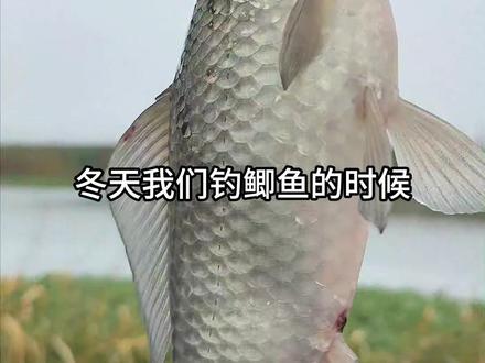 冬天钓鲫鱼,大毛老师讲解金袖金海夕~ #袖钩 #金袖鱼钩 #金海夕鱼钩 #李大毛官方旗舰店