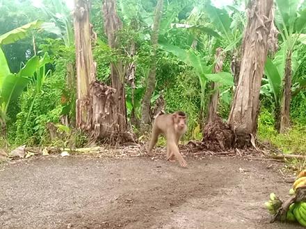 印尼老表制作陷阱抓电工猴哥,猴哥痛苦面具都出来了!#神奇动物在抖音 #猴子 #国外合法狩猎 #动物世界