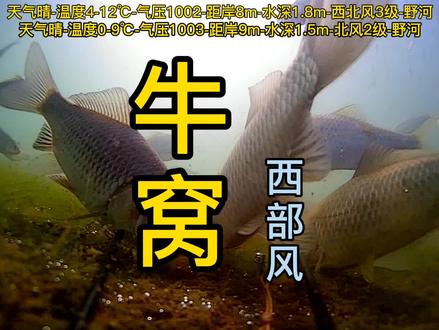 西部风牛窝测试#野钓 #钓鱼 #饵料窝料 #钓鱼人 @DOU+小助手