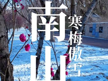 我爱梅,更爱梅的风骨#梅花#雪#南山#镇江