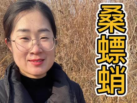 这个号称“软黄金”的小堡垒大家都叫它什么呢?#中草药#认识中药材 #桑螵蛸 #螳螂卵 #寻找中草药