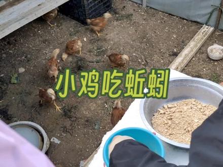 疯狂小鸡抢蚯蚓! #喂鸡 #小鸡吃蚯蚓 #走地鸡