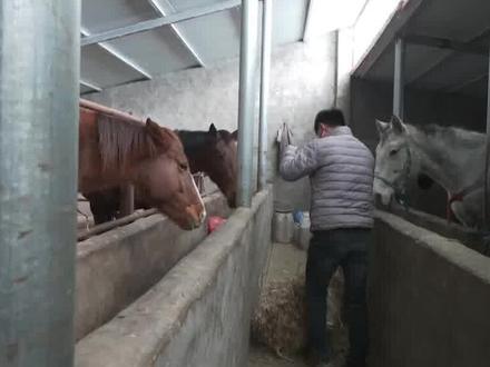 孕马尿液成牧民增收新“法宝”#助农增收